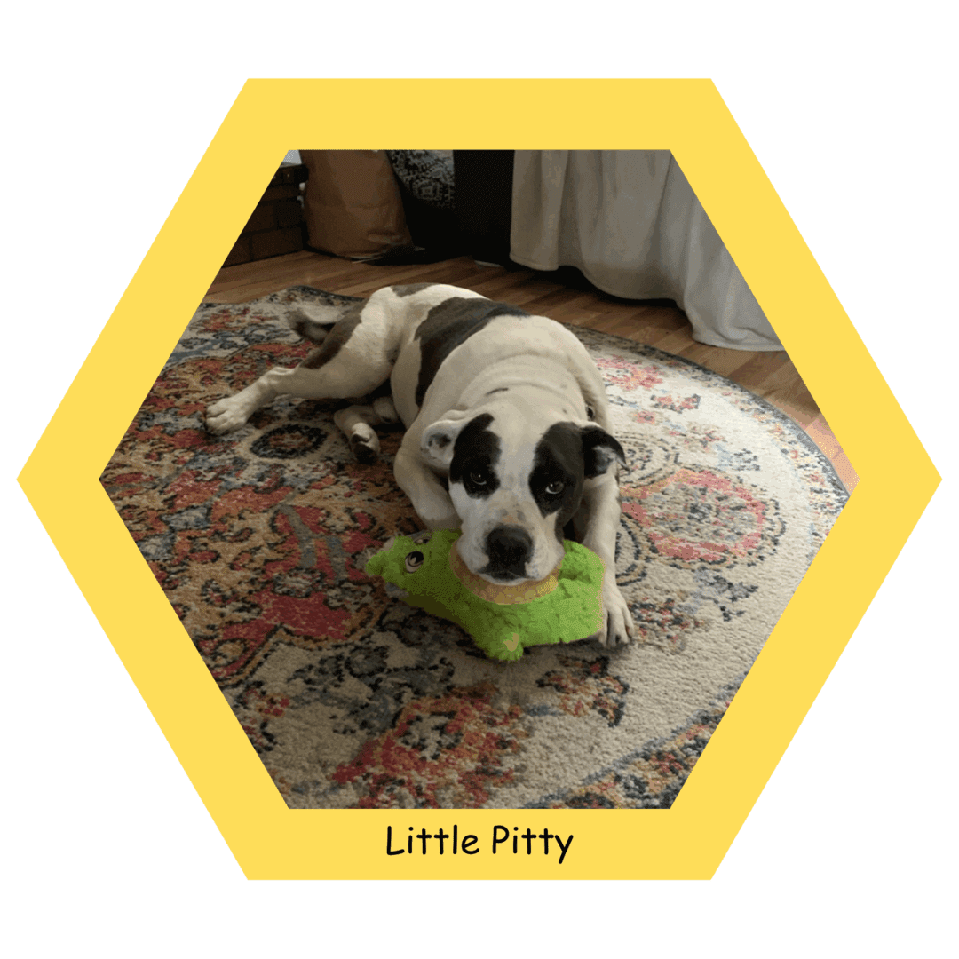 Dog with green toy on rug.